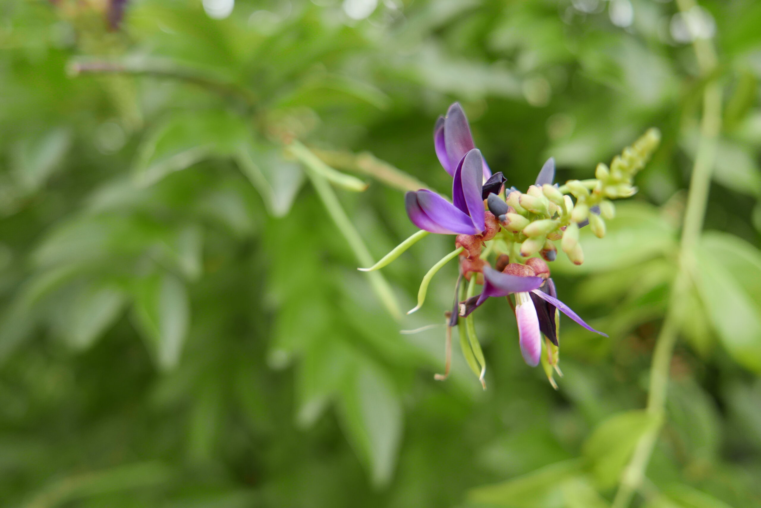 Pueraria Mirifica