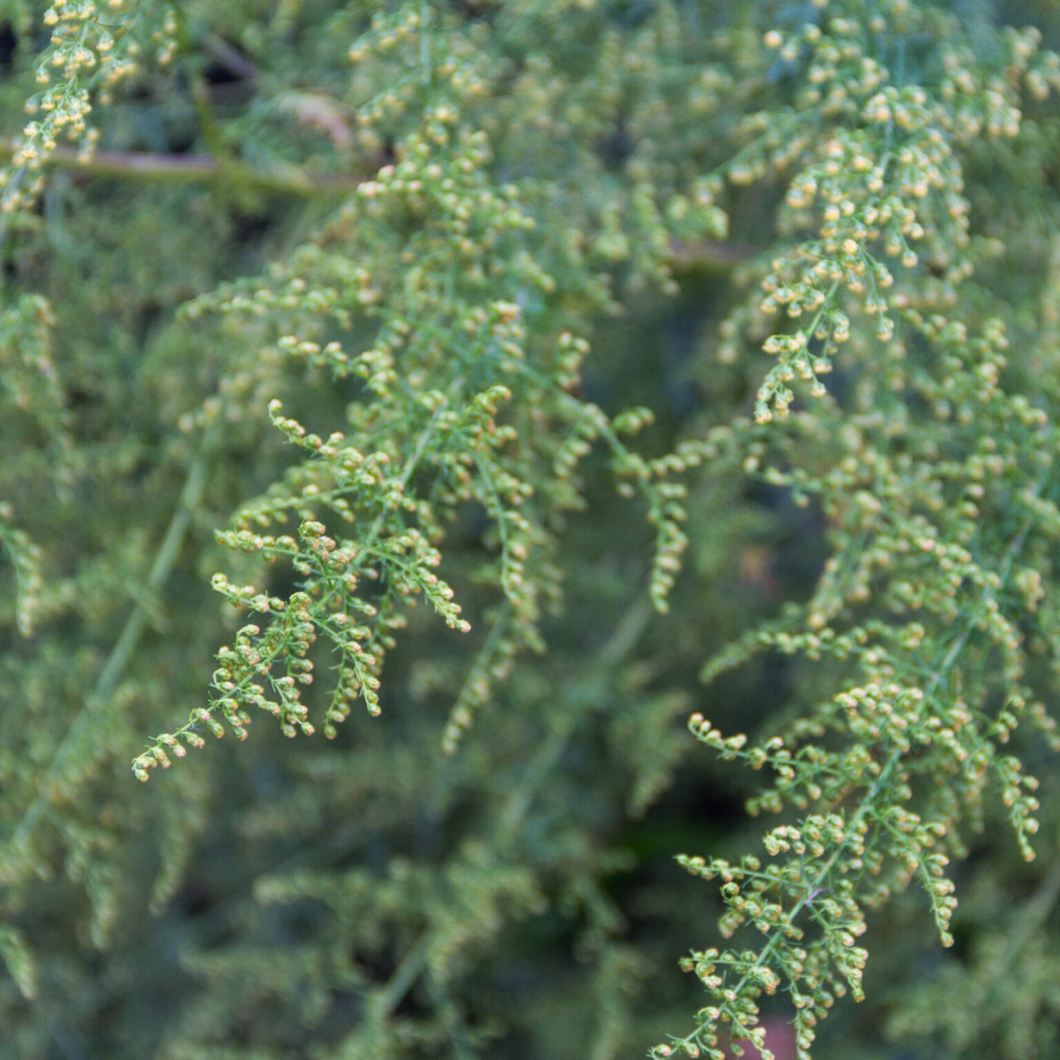 Artemisia annua.