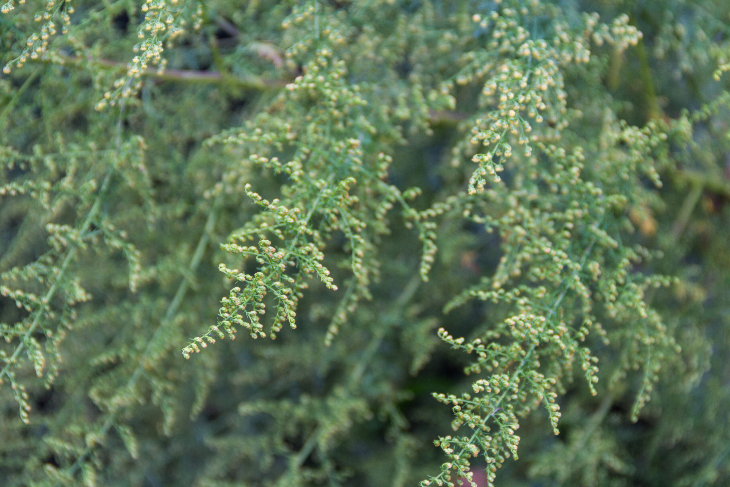 Artemisia annua.