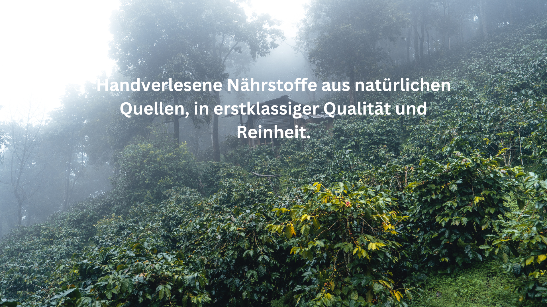 Nahrungsergänzungsmittel