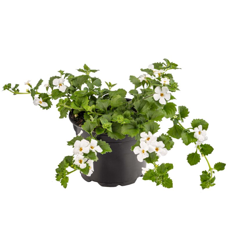 Bacopa