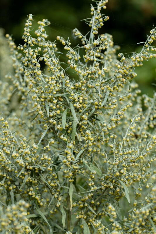 artemisia annua